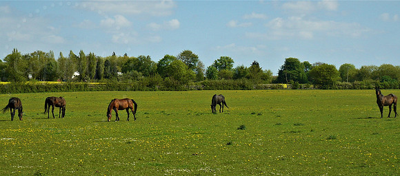 The Grazing Horses