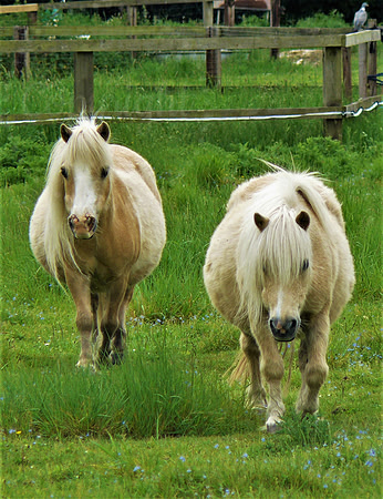 Podgy Ponies