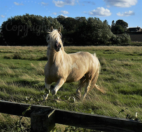 The White Horse