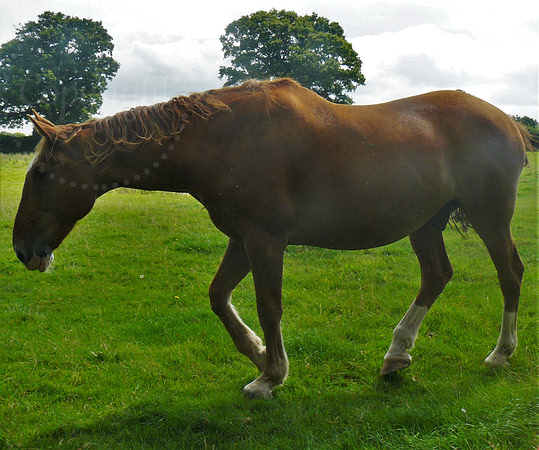 The Auburn Horse