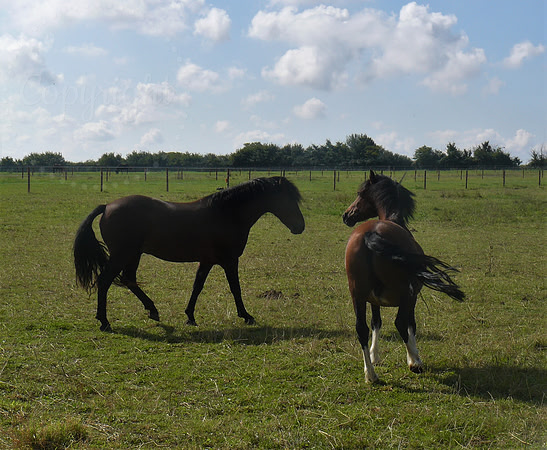 Playful Horses