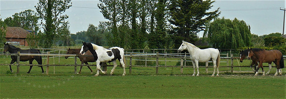 Half Dozen Horses