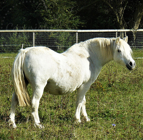 White Horse