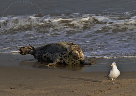 Atlantic Grey Seal & Seagull