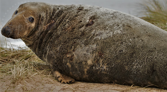 Big Cow Seal