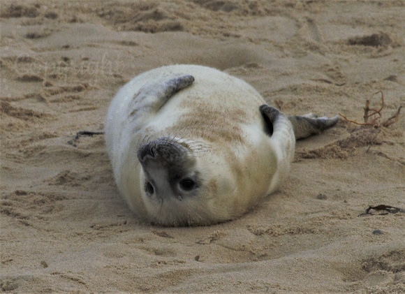 Atlantic Grey Seal Pup