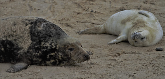 Mummy Seal & Pup