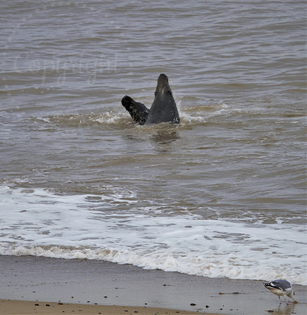 Seals In The Sea