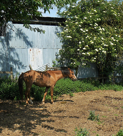 Light Brown Foal