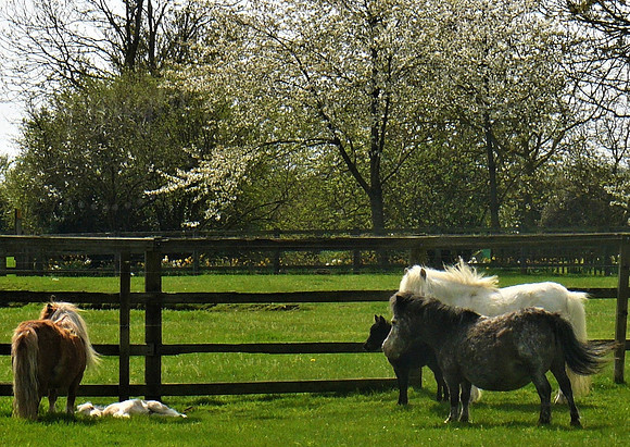 Miniature Horses