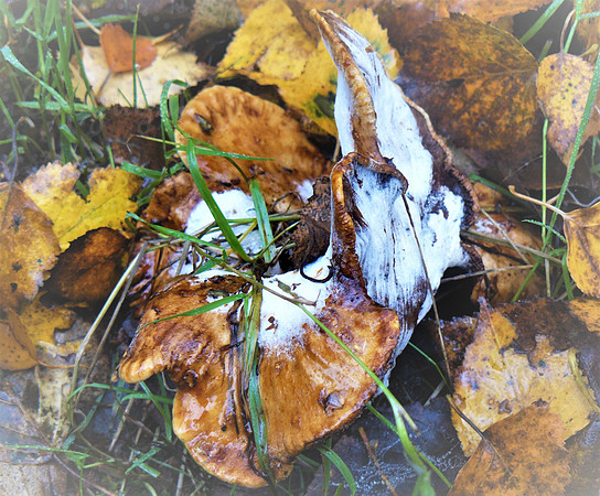 Brown & White Fungus