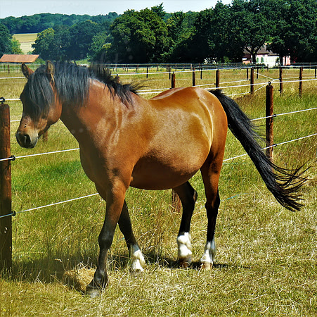 Striding Horse