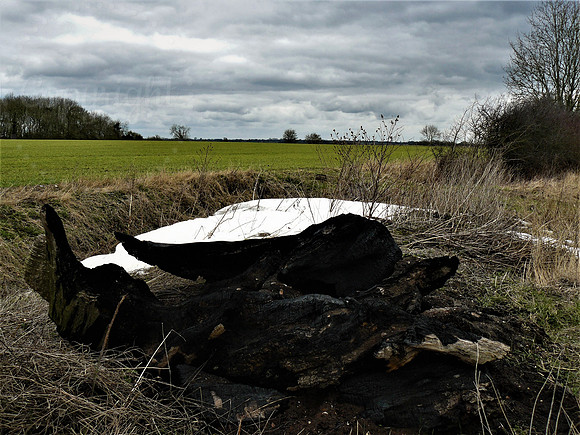 Charred Wood