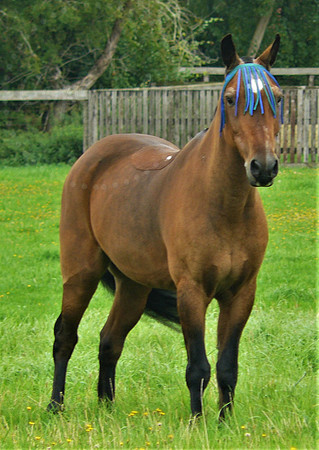 Horse Headdress