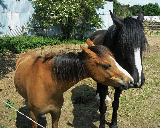 The Horses kiss
