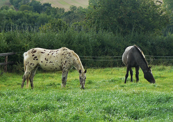 Spotted Horses