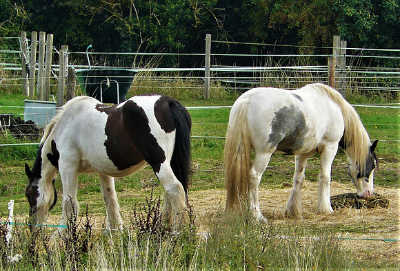 Horses Lunching