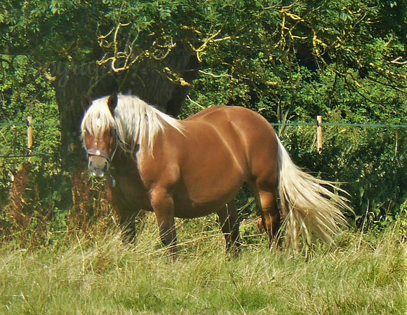 Hungry Horse