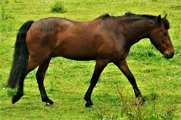 Striding Out