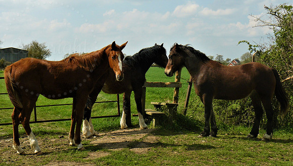 Horsey Stile