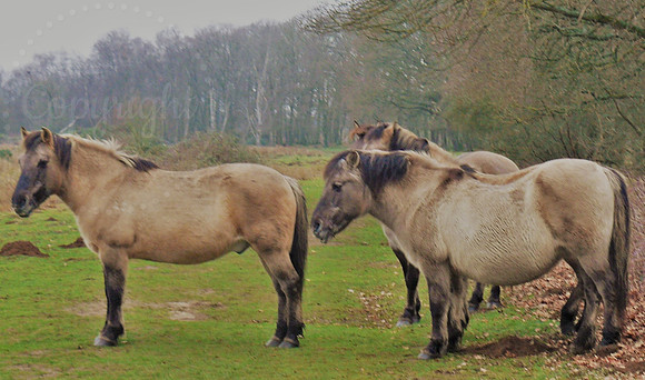 Wild Konik Ponies