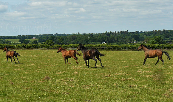 The Four Horses