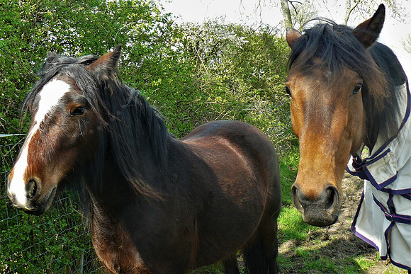 Horse Selfie