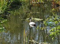 Mute Cygnet Swan