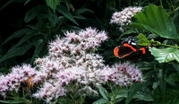 Admiral Butterfly & a Hoverfly