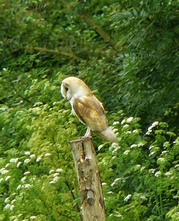Barn Owl