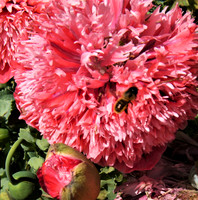 Bee On Double Poppy