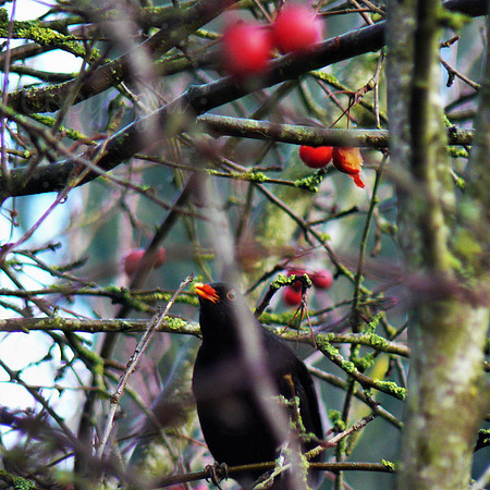Berried Blackbird