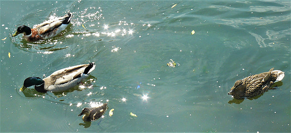 Sunlit Ducks