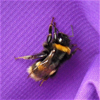 Beautiful Bumblebee