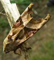 Angle Shades Moth