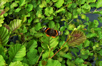 Admiral Butterfly