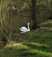 The Swan