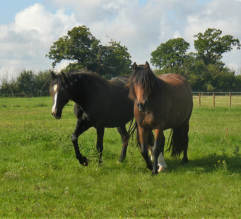 Inquisitvie Horses
