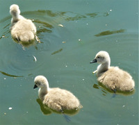 Cute Cygnets