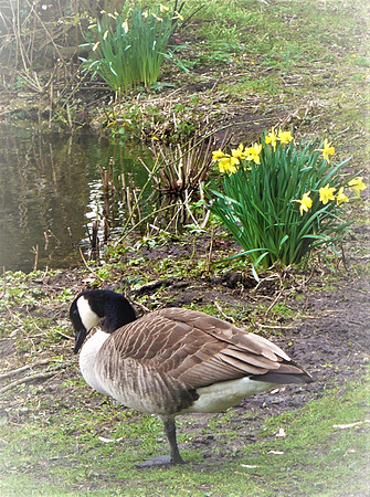 Canadian Goose