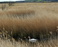 Swan in the Reeds