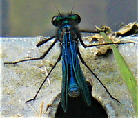 Blue Damselfly