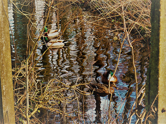 Mallards On The Ouse