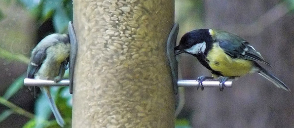 Blue Tit & Great Tit