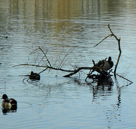 Duck Hangout