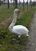 The Happy Swan