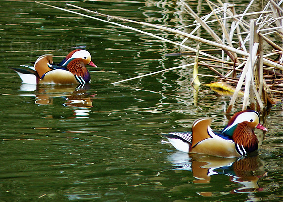 Mandarin Males