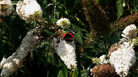 Admiral Butterfly