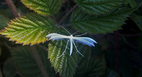 A White Plume Moth