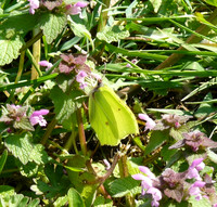 Brimstone Butterfly